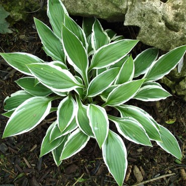 гинго гранд